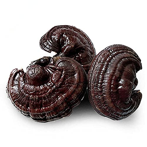 通用 Lila Ganoderma Lucidum Wild Lingzhi Bio Reishi Pilz Unsterblichkeit 500g von 通用