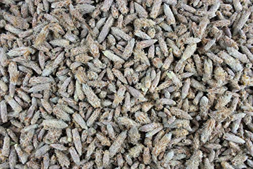 1000Kräuter Kiefernsprossen ganz Kiefernknospen Kräutertee Tee (100g) von 1000Kräuter