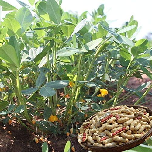 AGROBITS 10 PCSRed Versetzt B Pea Bonsai t DIY Hausgarten Gratis Spping AGROBITS 10 PCSRed Versetzt B Pea Bonsai t DIY Hausgarten Gratis Spping von AGROBITS