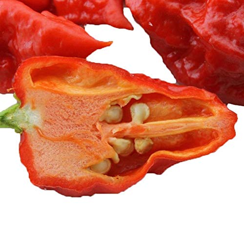 AGROBITS 10 Reaper ingHottest Pfeffer auf der Erde Pfeffer HomeGift AGROBITS 10 Reaper ingHottest Pfeffer auf der Erde Pfeffer HomeGift von AGROBITS