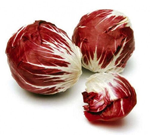 AGROBITS 100 RADICCO DI Treviso Italienisch Vegable See + Gift AGROBITS 100 RADICCO DI Treviso Italienisch Vegable See + Gift von AGROBITS