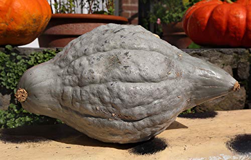 AGROBITS 30 Squash New England Tasse Cucurbita Pe Vegable See AGROBITS 30 Squash New England Tasse Cucurbita Pe Vegable See von AGROBITS