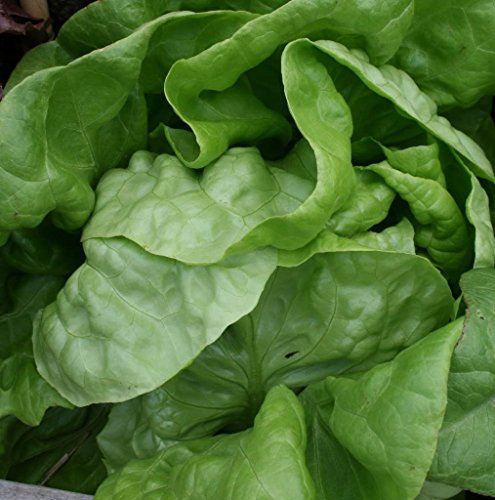 AGROBITS 3000 KNIRSCHEN Leaf Sa AGROBITS 3000 KNIRSCHEN Leaf Sa von AGROBITS
