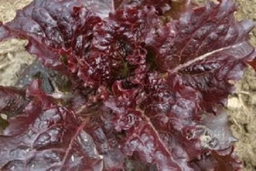 AGROBITS 3000 RED Salatschüssel LEAF Sa AGROBITS 3000 RED Salatschüssel LEAF Sa von AGROBITS