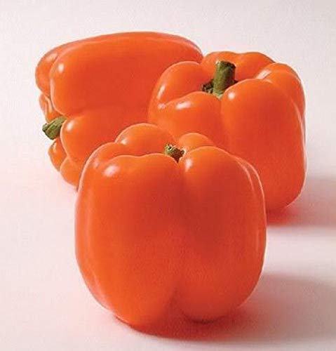 AGROBITS 50 ORANGE SUN PFEFFER Swe icum Vegable + Gift & Comb S / H AGROBITS 50 ORANGE SUN PFEFFER Swe icum Vegable + Gift & Comb S / H von AGROBITS