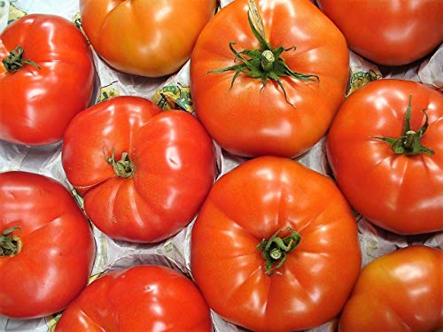 AGROBITS 500 SK Tomate Vegable + Gift & Comb S/H AGROBITS 500 SK Tomate Vegable + Gift & Comb S/H von AGROBITS
