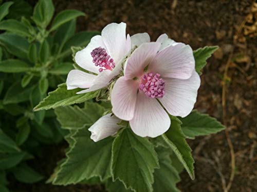 AGROBITS ANCIENTMEDICINE! Marsh, Althaea 10 sehen AGROBITS ANCIENTMEDICINE! Marsh, Althaea 10 sehen von AGROBITS