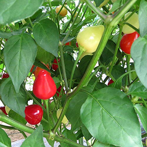 AGROBITS CLLI Pepper - Flitter - 6 Siehe AGROBITS CLLI Pepper - Flitter - 6 Siehe von AGROBITS