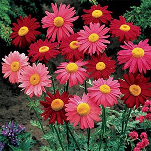 AGROBITS - Coccineum-Sohn Mix-200 See AGROBITS - Coccineum-Sohn Mix-200 See von AGROBITS