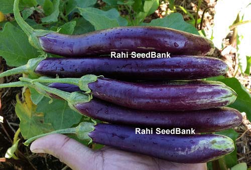 AGROBITS Egg Indian Lange ny Purple - Köstliches & gh-Yie Egg - 15 Siehe! AGROBITS Egg Indian Lange ny Purple - Köstliches & gh-Yie Egg - 15 Siehe! von AGROBITS