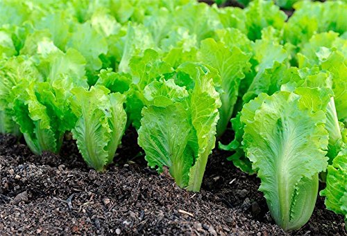 AGROBITS Emera SaladVegable aus der Ukraine AGROBITS Emera SaladVegable aus der Ukraine von AGROBITS