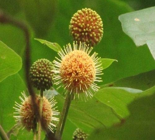 AGROBITS Haina, 20 sehen AGROBITS Haina, 20 sehen von AGROBITS