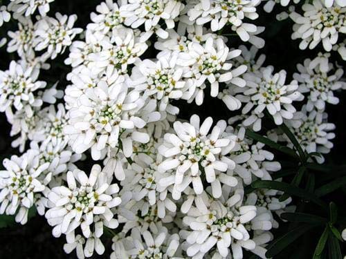 AGROBITS Iberis sempervirenssee aus der Ukraine AGROBITS Iberis sempervirenssee aus der Ukraine von AGROBITS