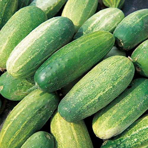 AGROBITS Kings- Gherkin - 50 See AGROBITS Kings- Gherkin - 50 See von AGROBITS