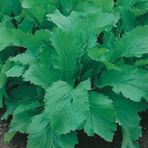 AGROBITS Kings- Indian Amsoi - 200 See AGROBITS Kings- Indian Amsoi - 200 See von AGROBITS