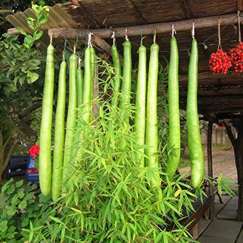 AGROBITS Lange Flasche eingepaßt s Krbis Vegables Garten lcony 26d2 AGROBITS Lange Flasche eingepaßt s Krbis Vegables Garten lcony 26d2 von AGROBITS