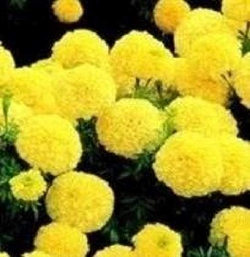AGROBITS Mari - In Prim - 20 Siehe AGROBITS Mari - In Prim - 20 Siehe von AGROBITS