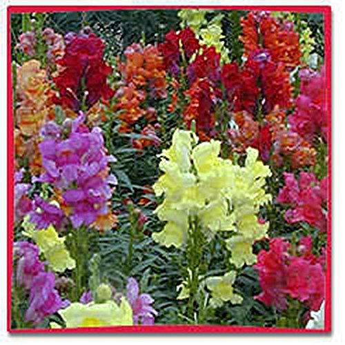 AGROBITS - Morocn Mix- 100 sehen AGROBITS - Morocn Mix- 100 sehen von AGROBITS