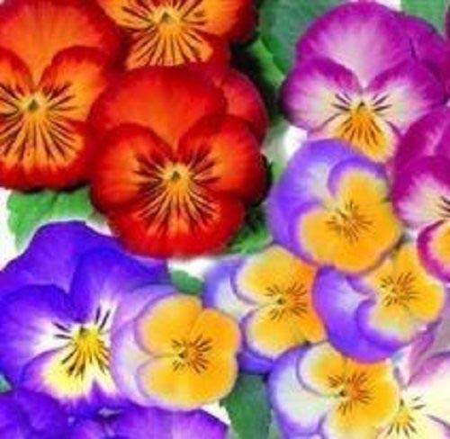 AGROBITS Pansy - Radiance Mixed - 15 See AGROBITS Pansy - Radiance Mixed - 15 See von AGROBITS