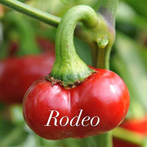 AGROBITS Rodeo Hot CLLI Peppes x 10 AGROBITS Rodeo Hot CLLI Peppes x 10 von AGROBITS
