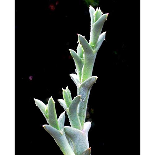 AGROBITS Rusca uncinata - 6cm Schneid AGROBITS Rusca uncinata - 6cm Schneid von AGROBITS