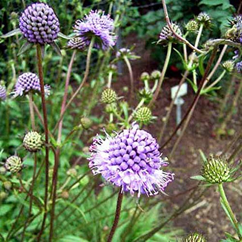 AGROBITS Succisa - 100- s Bit Sbious AGROBITS Succisa - 100- s Bit Sbious von AGROBITS