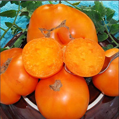 AGROBITS Super Affordable 20KELLOG des FRüHSTüCK TomatoFruit Vegable New S AGROBITS Super Affordable 20KELLOG des FRüHSTüCK TomatoFruit Vegable New S von AGROBITS