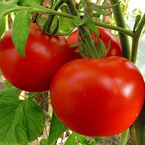 AGROBITS TomatoRiddlefrom Ukraine/niedrig/nonseedlings AGROBITS TomatoRiddlefrom Ukraine/niedrig/nonseedlings von AGROBITS