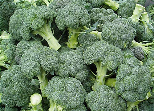 AGROBITS bgebroccoli labrese aus der Ukraine AGROBITS bgebroccoli labrese aus der Ukraine von AGROBITS