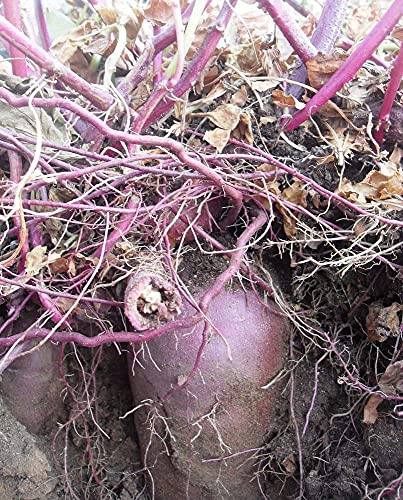 ALYKE 2 root of Purple Sweet Potato - IPOMEA BATATAS - White Flesh Yam ALYKE 2 root of Purple Sweet Potato - IPOMEA BATATAS - White Flesh Yam von ALYKE