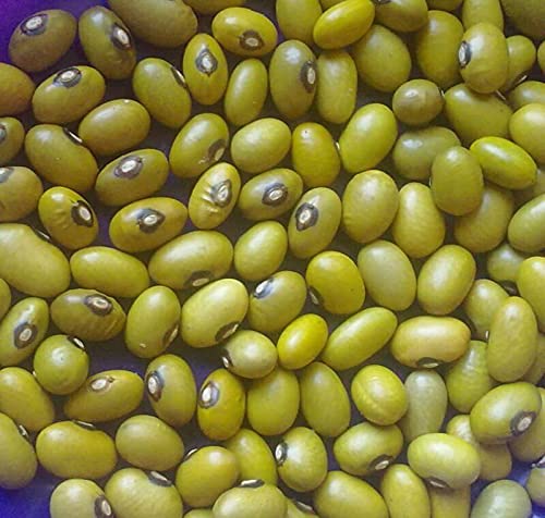 ALYKE 20 seeds of Yellow Bean Uganda - PHASEOLUS VULGARIS ALYKE 20 seeds of Yellow Bean Uganda - PHASEOLUS VULGARIS von ALYKE