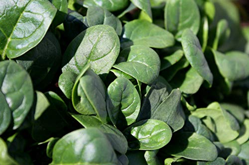 SPINACH * DARK GREEN * SLOW BOLTING * SMOOTH LEAF * 48 DAYS * SPINACH * DARK GREEN * SLOW BOLTING * SMOOTH LEAF * 48 DAYS * von ALYKE