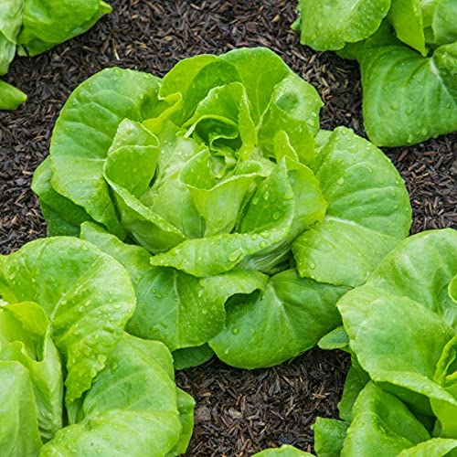 Vegetable - Lettuce - All Year Round Butterhead Salad Lettuce x 1700 First Class Vegetable - Lettuce - All Year Round Butterhead Salad Lettuce x 1700 First Class von ALYKE