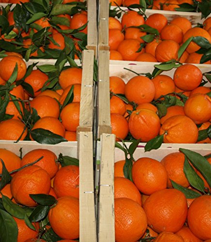 ARISTOS frische bio SAFT Orangen | Apfelsinen | Ungewachst & Unbehandelt | Saftorangen | Schale zum Kochen Backen Marmelade geeignet | Griechische Orangen (2 kg) von ARISTOS
