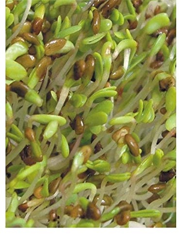 900g bio alfalfa seeds, organic seeds for sprouting, microgreen seeds, lucerne seeds von Amarant
