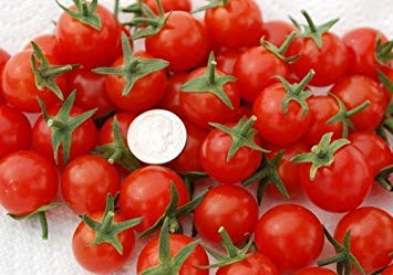 VISA STORE 20 Samen von Sweet Aperitif - Tomaten Fruited von Astonish