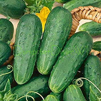 VISA STORE Hausgemachte Pickles Pickle 35+ Samen Bio-Non-GMO Extra-Productive e von Astonish