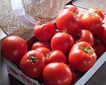 VISA STORE Merit Tomato Seed von Astonish