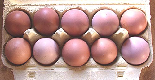 10+2 Hühner-Eier, braun, aus Freiland Haltung, direkt vom Bauernhof mit Kräuter Fütterung, tages-frische Delikatesse aus der Altmark, auch als Bruteier für Selbstversorger von Asvet