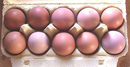 10+2 Hühner-Eier, braun, aus Freiland Haltung, direkt vom Bauernhof mit Kräuter Fütterung, tages-frische Delikatesse aus der Altmark, auch als Bruteier für Selbstversorger 10+2 Hühner-Eier, braun, aus Freiland Haltung, direkt vom Bauernhof mit Kräuter Fütterung, tages-frische Delikatesse aus der Altmark, auch als Bruteier für Selbstversorger von Asvet