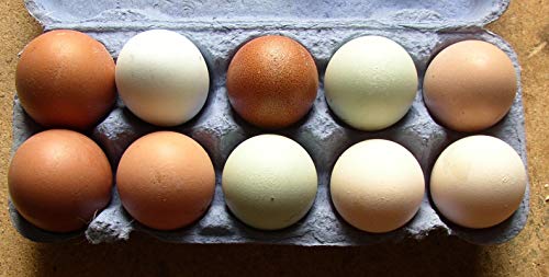 10+2 bunte Hühner-Eier aus Freiland Haltung, direkt vom Bauernhof mit Kräuter Fütterung, tages-frische Delikatesse aus der Altmark, auch als Bruteier für Selbstversorger von Asvet