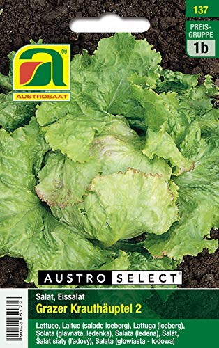 Salat,Eissalat, Grazer Krauthäuptel 2 Salat,Eissalat, Grazer Krauthäuptel 2 von Austrosaat