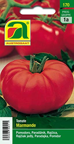 Tomate, Marmande Tomate, Marmande von Austrosaat