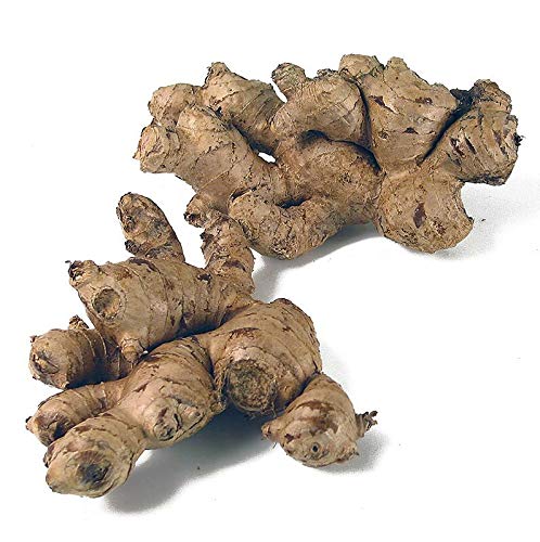 Ingwerwurzel, frisch, 1 kg Ingwerwurzel, frisch, 1 kg von BOS FOOD Duesseldorf Lebensmittel Großhandel GmbH