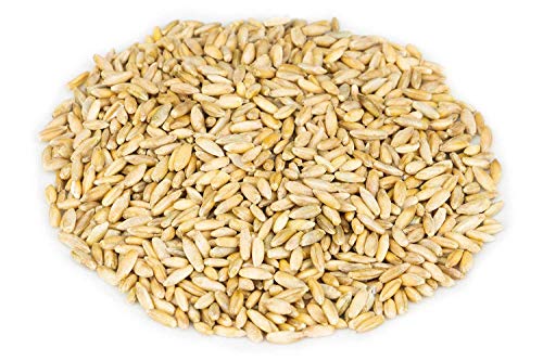 Bio Champagnerroggen 1 kg Urroggen für leckere Brote | ganze Körner | backen wie früher | herzhafte urige Brote (1) von Bäckerei Spiegelhauer
