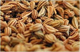 Ganze AJWAIN Bishops Caroms Thymol Lovage Samen, 5 kg Ganze AJWAIN Bishops Caroms Thymol Lovage Samen, 5 kg von Balsara's