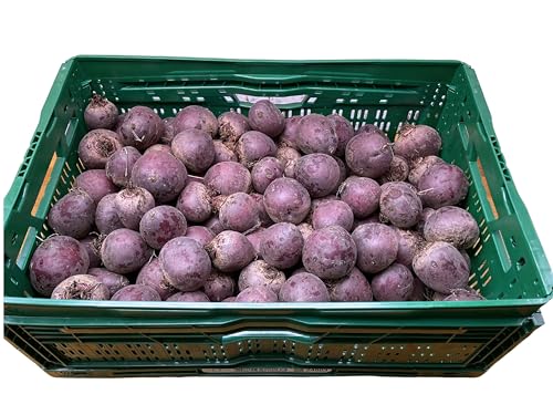 BAMELO® Rote Beete frische rote Rübe Kiste 5 Kg von Bamelo