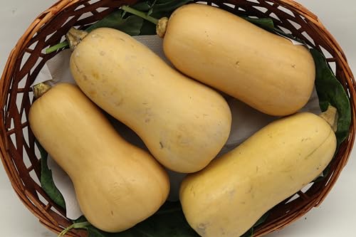 BAMELO®Butternut Kürbise frisch schnell Versand direkt vom Großmarkt 1Kg von Bamelo