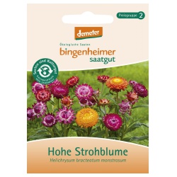 Hohe Strohblume von Bingenheimer Saatgut