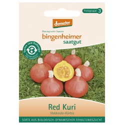 Hokkaido-Kürbis Red Kuri von Bingenheimer Saatgut